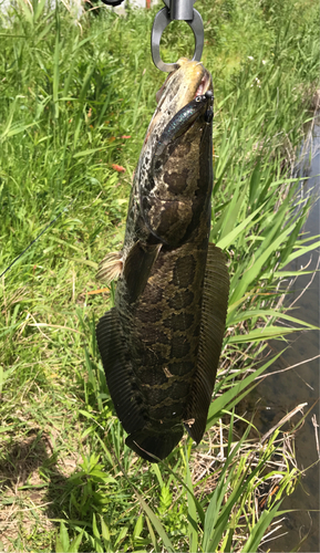 ライギョの釣果