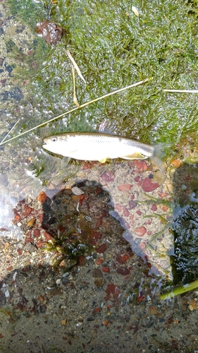 カワムツの釣果