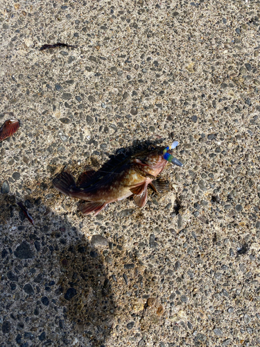 カサゴの釣果