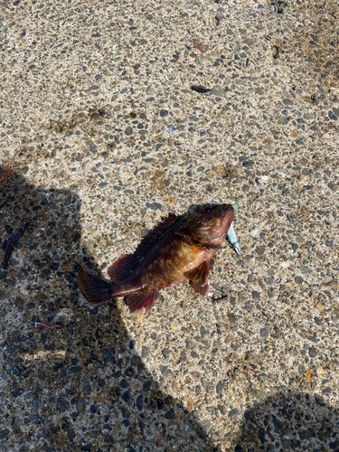 カサゴの釣果