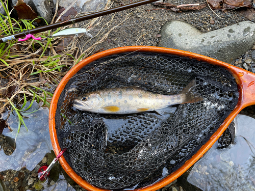 ヤマメの釣果