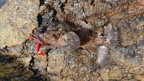 ムラソイの釣果