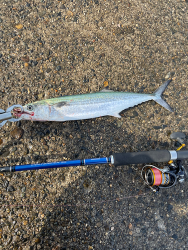 サゴシの釣果