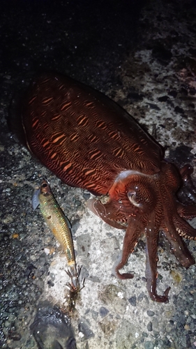 モンゴウイカの釣果