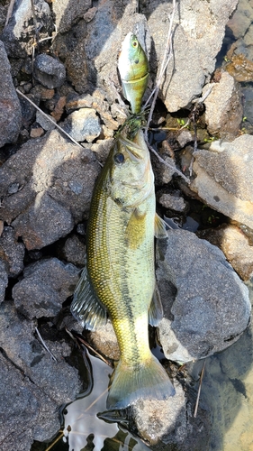 ブラックバスの釣果