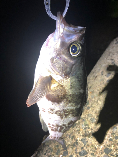 メバルの釣果