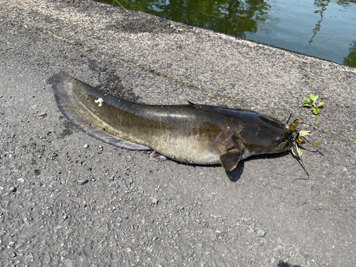 ニホンナマズの釣果