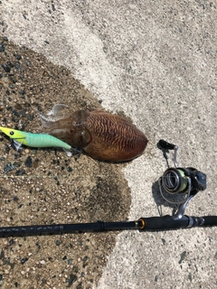 コウイカの釣果