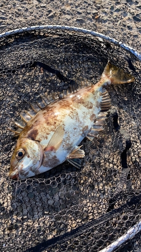 アイゴの釣果