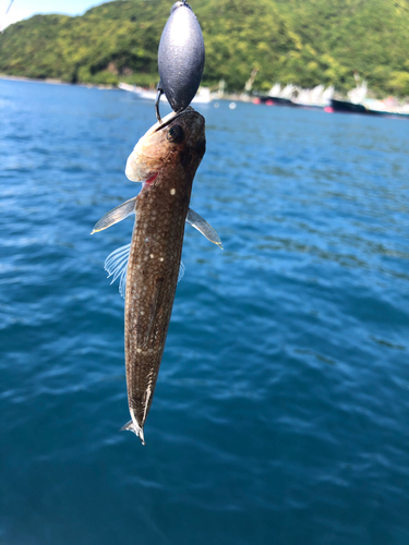 エソの釣果