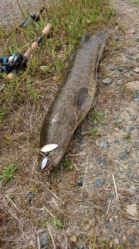 ライギョの釣果