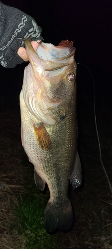 ラージマウスバスの釣果