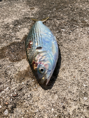 コノシロの釣果