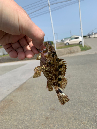 アヤメカサゴの釣果