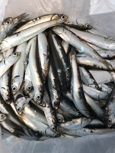 カタクチイワシの釣果