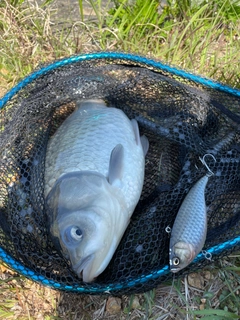 ヘラブナの釣果