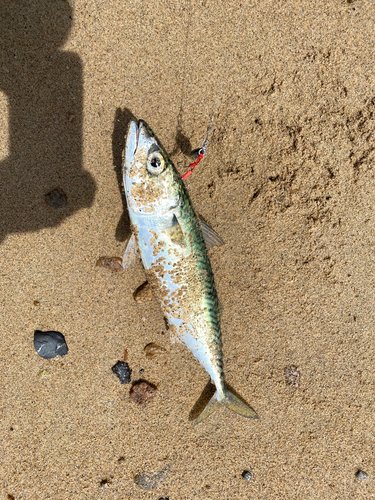 サバの釣果