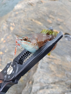 ホシササノハベラの釣果