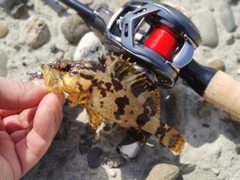 釣果