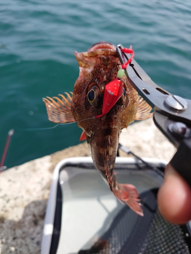 カサゴの釣果