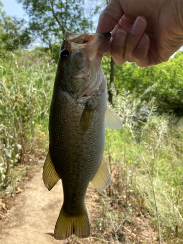 ラージマウスバスの釣果