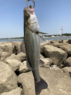 フッコ(マルスズキ)の釣果