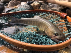 イワナの釣果