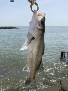 フッコ(マルスズキ)の釣果
