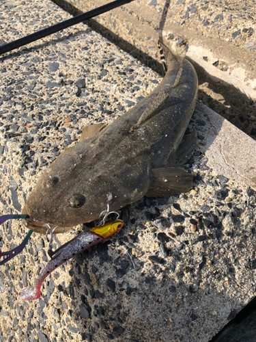 マゴチの釣果