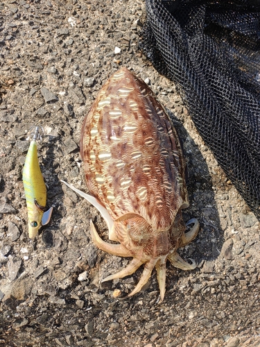 コウイカの釣果