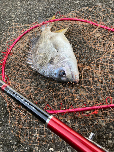 キビレの釣果