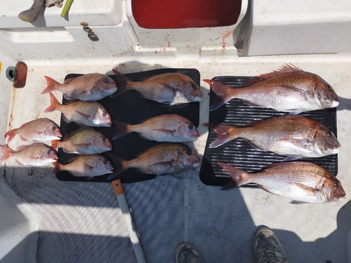 マダイの釣果