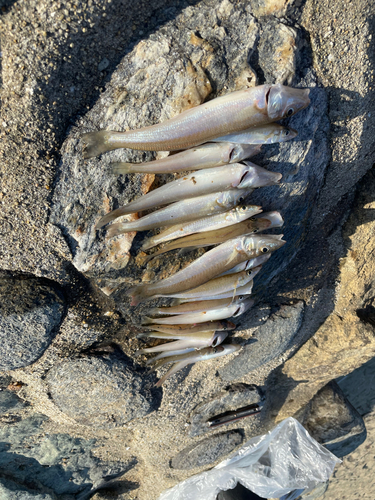 シロギスの釣果