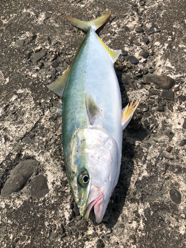 ハマチの釣果