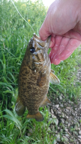 スモールマウスバスの釣果