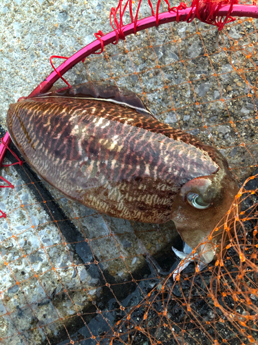 コウイカの釣果