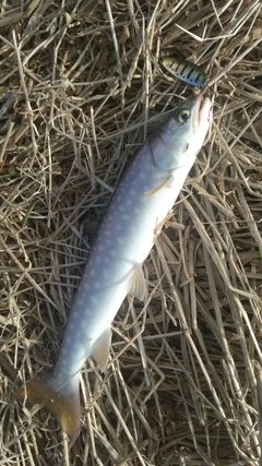 アメマスの釣果