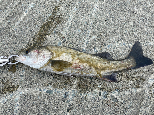 シーバスの釣果