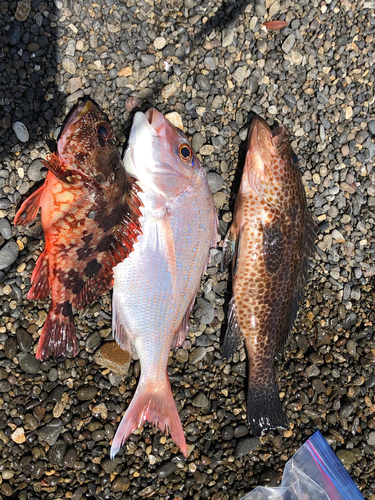 マダイの釣果