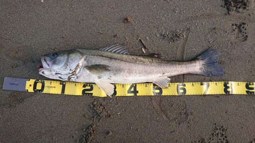 セイゴ（マルスズキ）の釣果