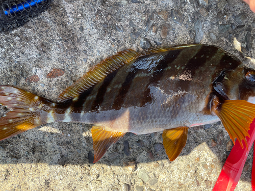 タカノハダイの釣果