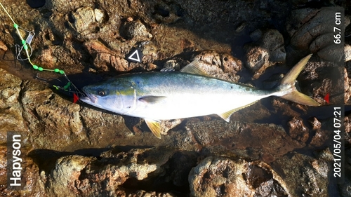 ワラサの釣果