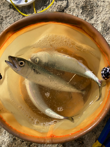 サバの釣果