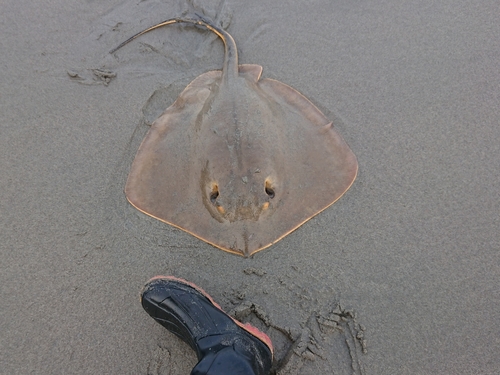 エイの釣果