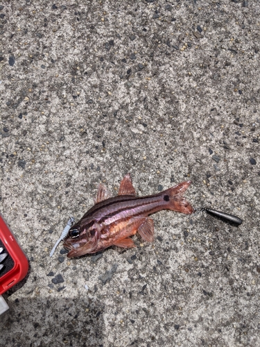 ネンブツダイの釣果