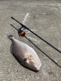 ウスバハギの釣果