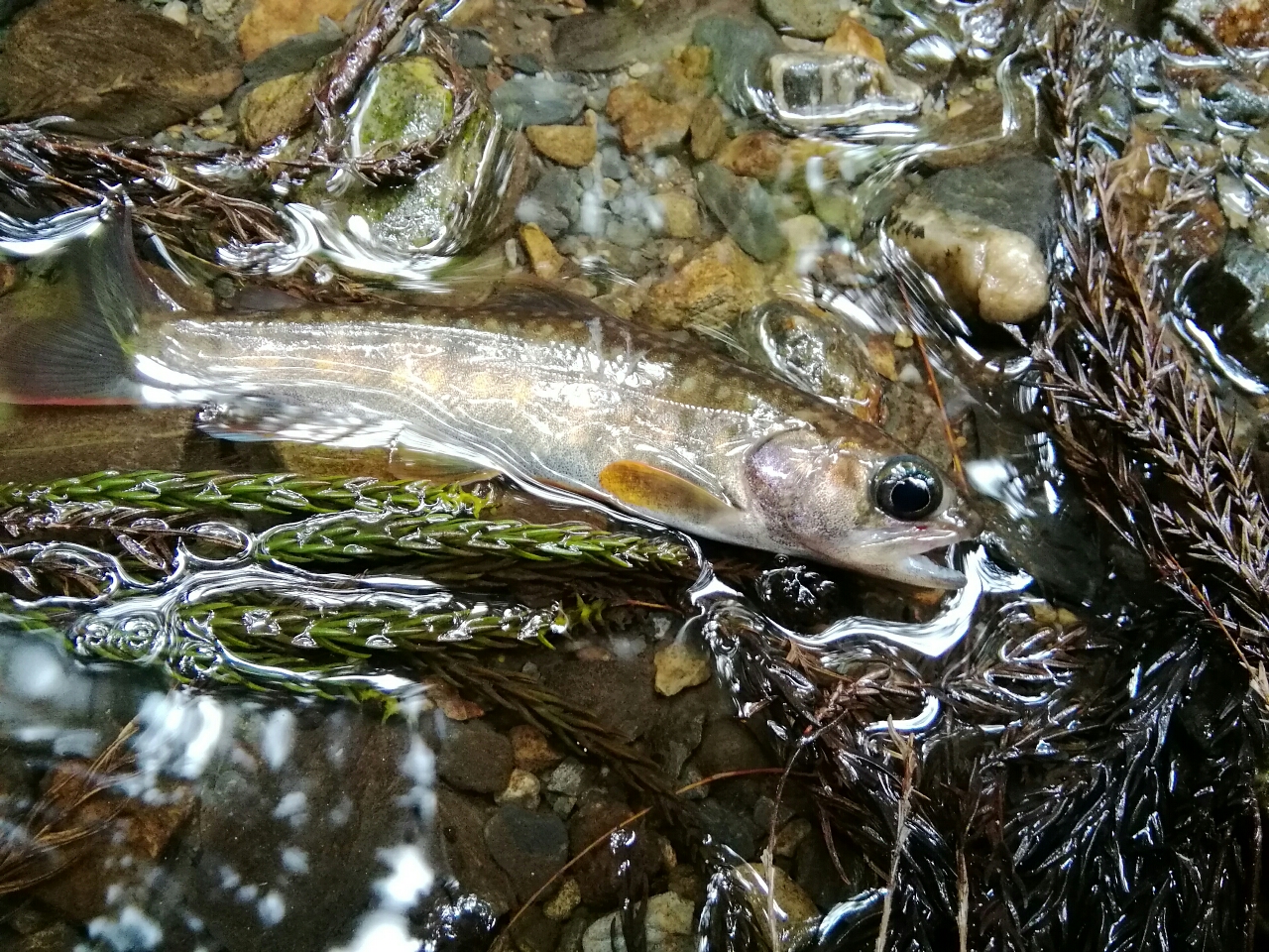 イワナ