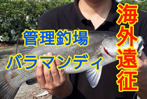 バラマンディの釣果