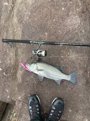 ヒラスズキの釣果