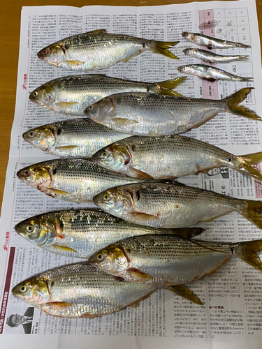 コノシロの釣果